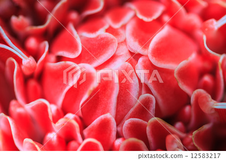 Etlingera Elatior or Red Torch Ginger 12583217
