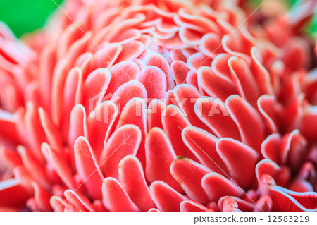 Etlingera Elatior or Red Torch Ginger 12583219