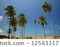 Coconut Trees and Beach 12583317