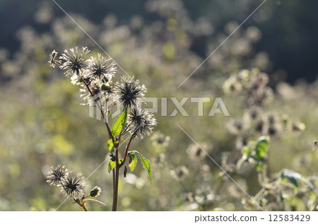 Coensenga（蚱蜢） 12583429