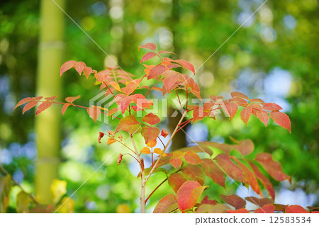 Urushi autumn leaves 12583534