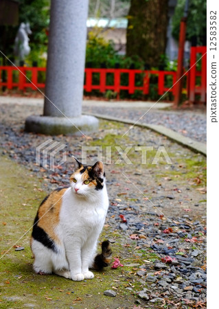 Cat living in the shrine 12583582