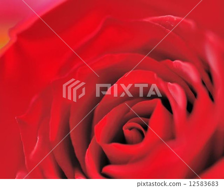 玫瑰 玫瑰 12583683