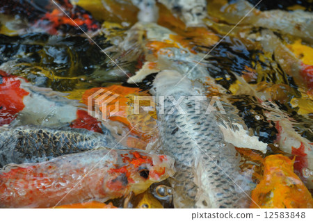 鯉魚 鯉魚 12583848