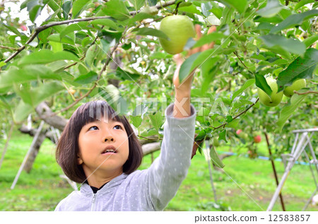 A girl who enjoys apple hunting 12583857