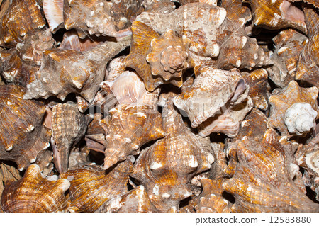 several seashells on the beach several seashells on the beach 12583880