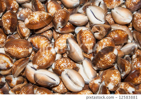 several seashells on the beach 12583881