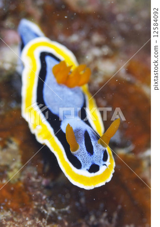 Nuushi Nuushi 12584092