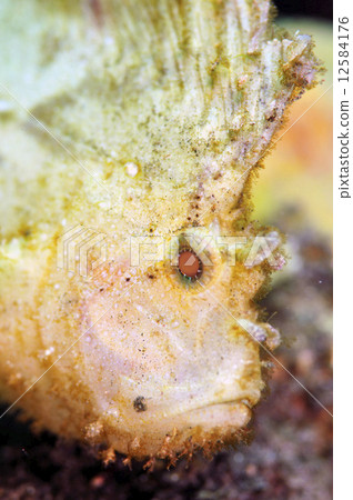 Hadaka Haokoze 12584176