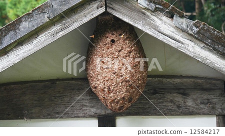 The nest of the deadly beaks under the eaves 1 12584217