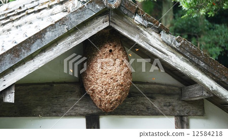 The nest of the northern bluefin tuna in the eaves 2 12584218
