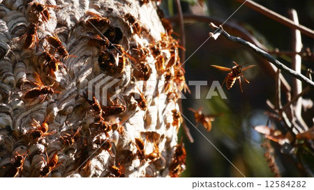 The nest of the scuttlefly in the tree 4 12584282