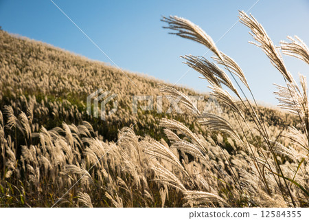 Sengoku's Susuki steppe and blue sky 12584355