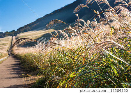 Sinuki prairie of Sengoku Plateau 12584360