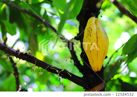 Cacao Cacao 12584532