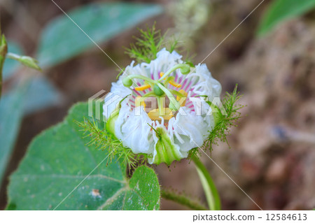 flower from Thailand, Passiflora foetida, Fetid passionflower, S 12584613
