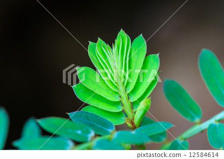 Green shoot - New life is begin concept 12584614