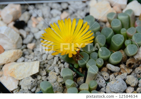 Fenestaria · Loparofila (gun ball) Fenestaria · Loparofila (gun ball) 12584634