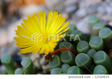 Fenestaria · Loparofila (gun ball) Fenestaria · Loparofila (gun ball) 12584635
