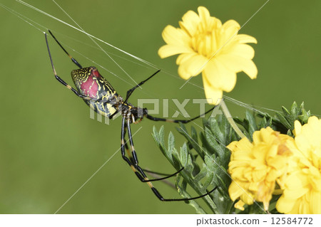 Spider 12584772