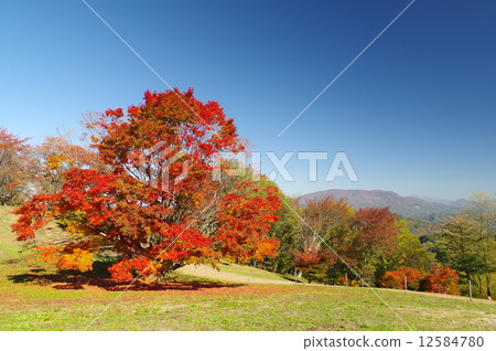 Autumn leaves of Shichu-Ikeda's seven-color large maple Autumn leaves of Shichu-Ikeda's seven-color large maple 12584780