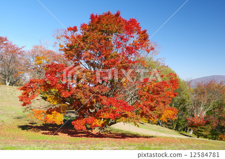 Autumn leaves of Shichu-Ikeda's seven-color large maple Autumn leaves of Shichu-Ikeda's seven-color large maple 12584781