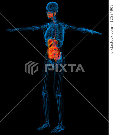 3d render medical illustration of the human digestive system 3d render medical illustration of the human digestive system 12584905