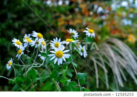 Ryuunougiku Ryuunougiku 12585253