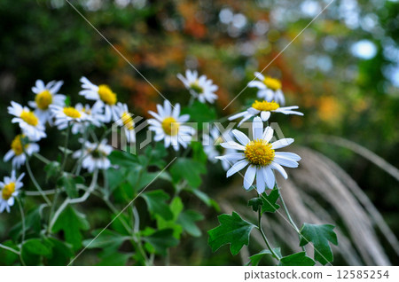 Ryuunougiku Ryuunougiku 12585254