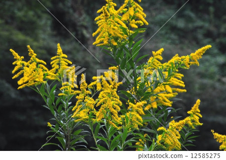 Seiitokawadassi Seiitokawadassi 12585275