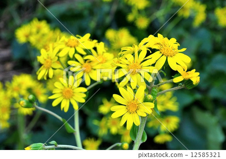 大吳風草 大吳風草 12585321