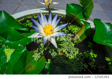 Beautiful lotus flower 12585365