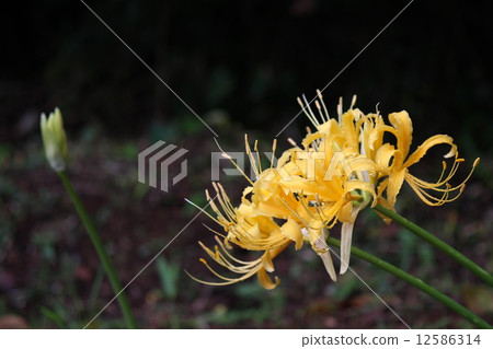Bell Shimizu Bell Shimizu 12586314