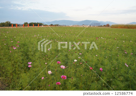 Cosmos at dusk Cosmos at dusk 12586774