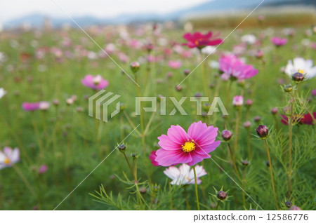 Cosmos at dusk Cosmos at dusk 12586776