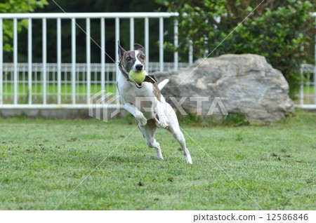 Whippet to catch a ball 12586846
