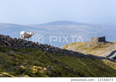Sheep on a stone wall 12588073