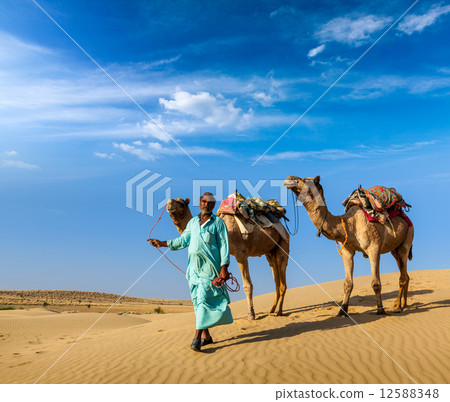 Cameleer (camel driver) with camels in dunes of Thar desert. Raj 12588348