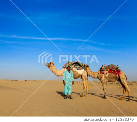 Cameleer (camel driver) camels in Rajasthan, India Cameleer (camel driver) camels in Rajasthan, India 12588370