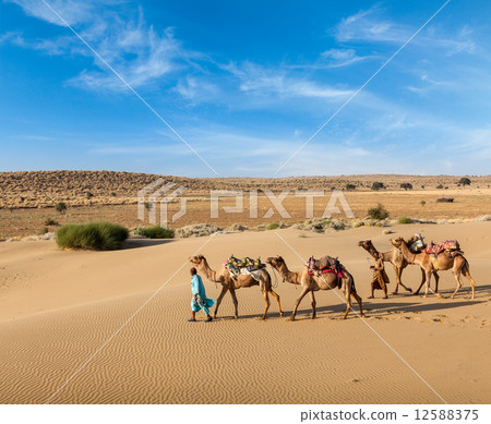 Two cameleers with camels in dunes of Thar deser 12588375