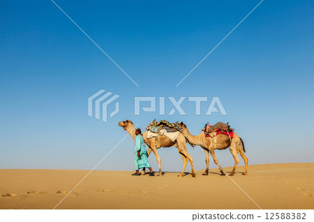 Cameleer (camel driver) with camels in Rajasthan, India Cameleer (camel driver) with camels in Rajasthan, India 12588382