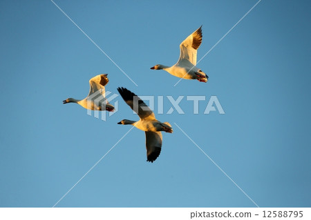 飛行在天空的三隻雪雁的三隻雪鷹槍 12588795