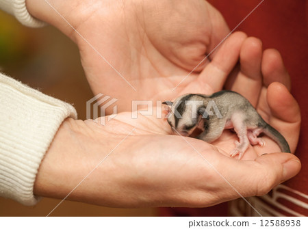 Helpless Sugar glider cub lays on woman hand Helpless Sugar glider cub lays on woman hand 12588938
