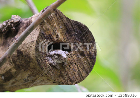 Frog hidden in a hole in a tree Frog hidden in a hole in a tree 12589316