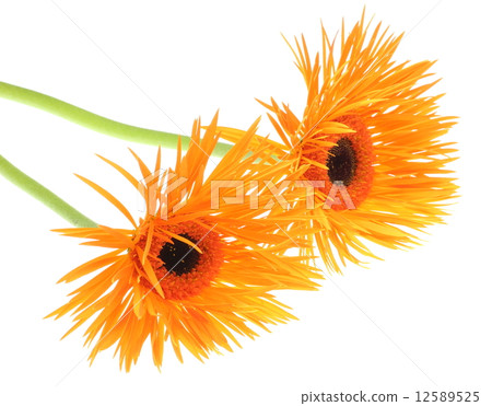 Gerbera 12589525