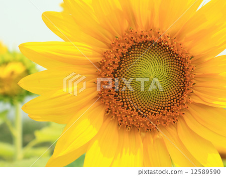 Sunflower yellow flower Sunflower yellow flower 12589590