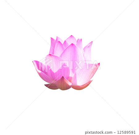 Lotus Frower 12589591