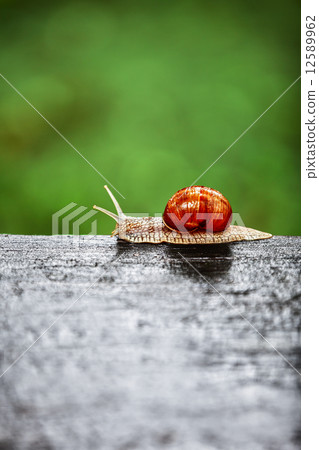 Snail crawling 12589962