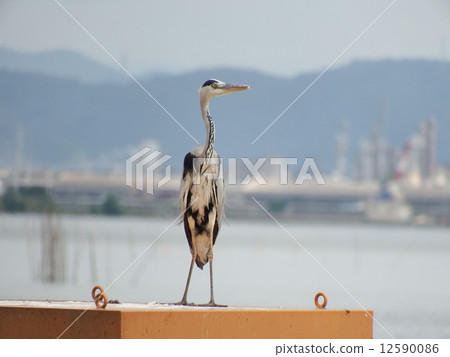Ao-sashi stands on the waterside with the factory zone back 12590086