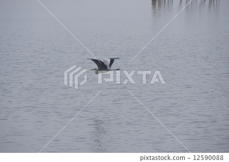 Ao-sashi flying over the water Ao-sashi flying over the water 12590088